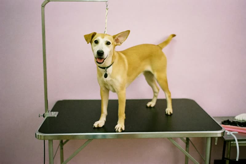 Dog on a grooming table in a bright salon room