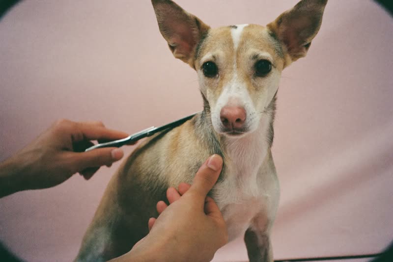 Hands scissoring a small dog's coat