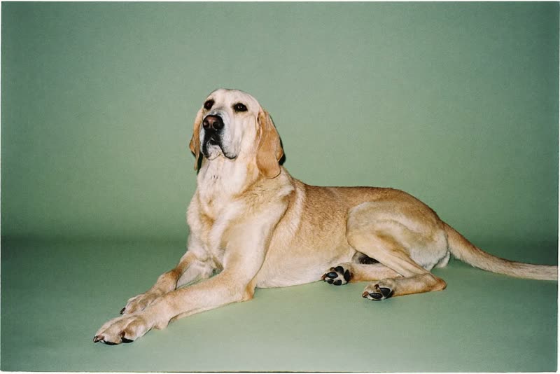 Relaxed large dog lying down after being groomed