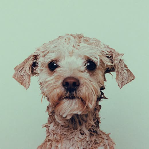 Dog being bathed, coat lathered with shampoo