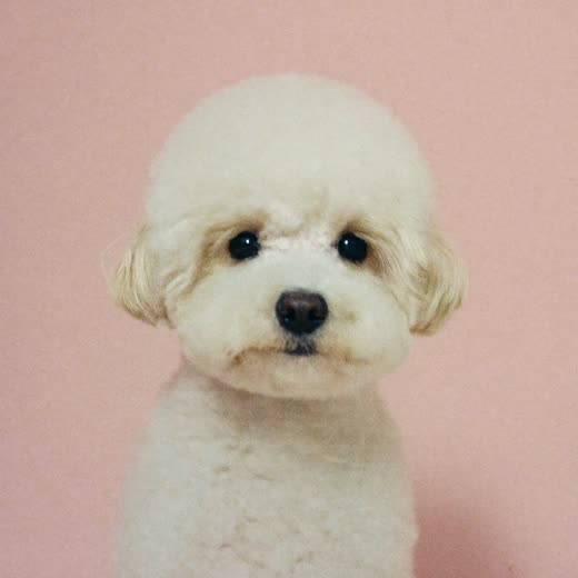 Small dog with a freshly blow-dried fluffy coat