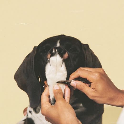 A dog's paw held for a nail trim